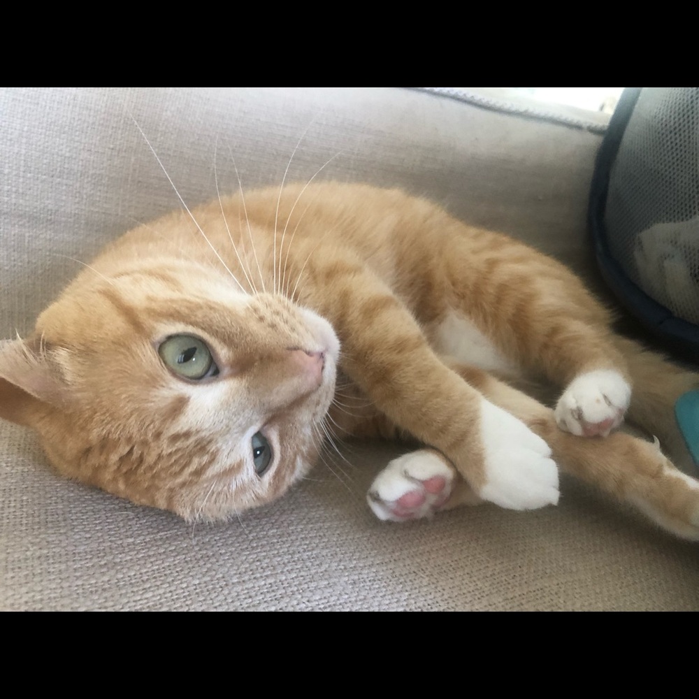 Meet your Posher, Olesya